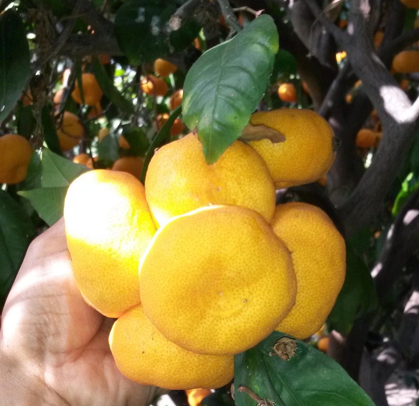 Mas-Sat-pic19(12-4-21)