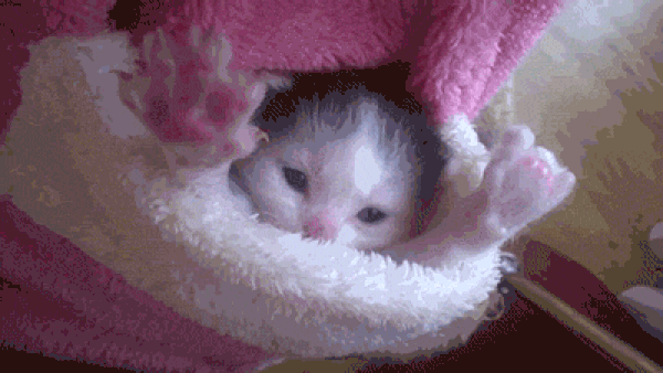 ev1p-Bq8.gif