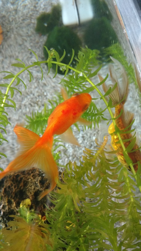 IMG_20170828_173844109