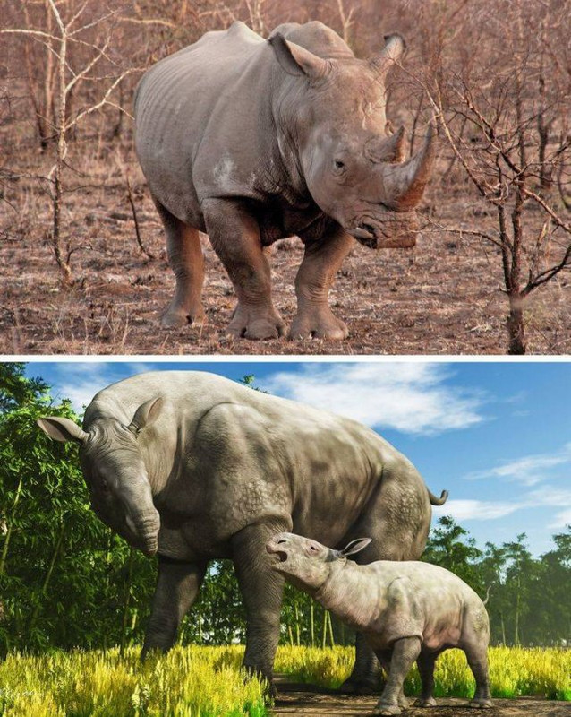 Animales-13
