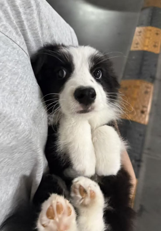 Anya resting comfortably in Shane's arms