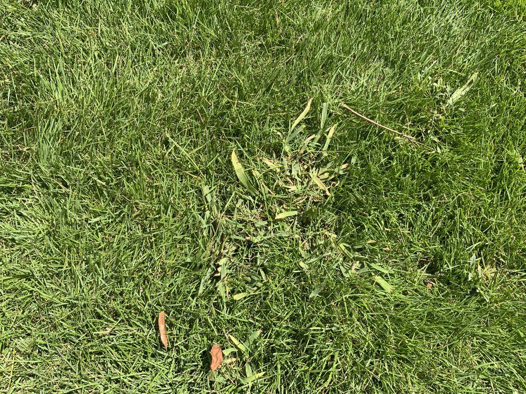 Crabgrass in new Zoysia manage it, or kill it?. Lawn Care Forum
