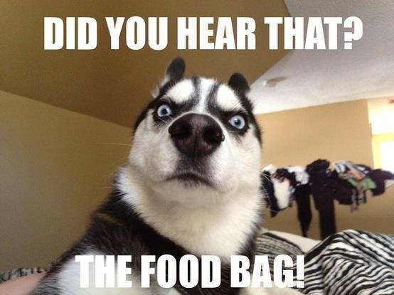 Dog-Food-Bag