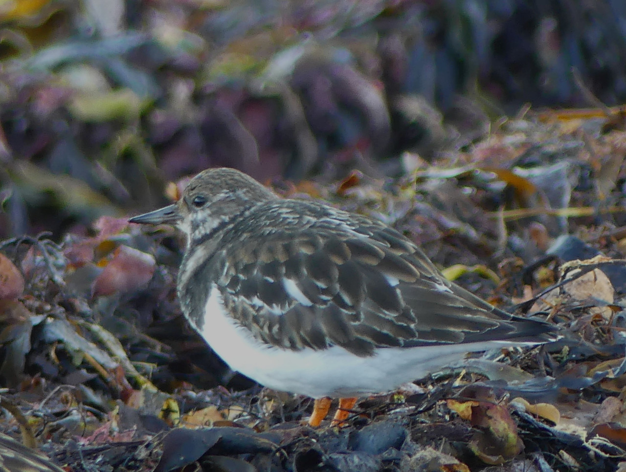TURNSTONE 1