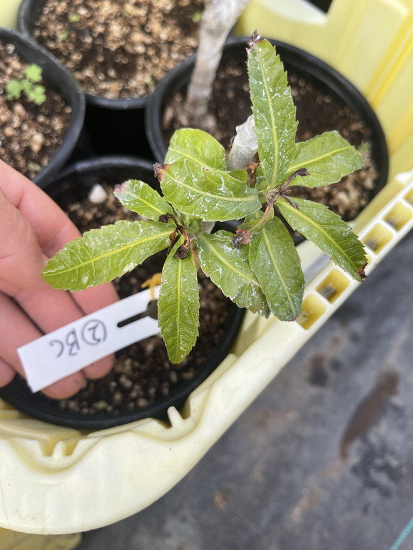 360BAD35-D468-4E4D-8992-E4DCC2F47002