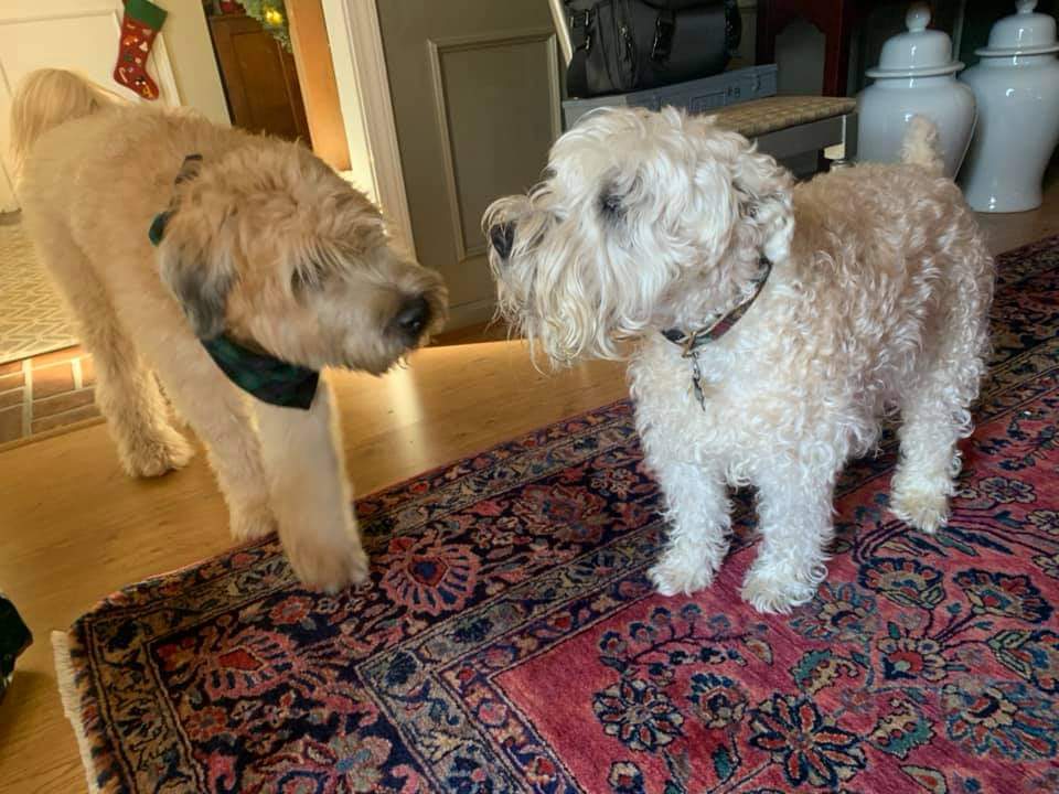 Irish vs. American r Wheatens
