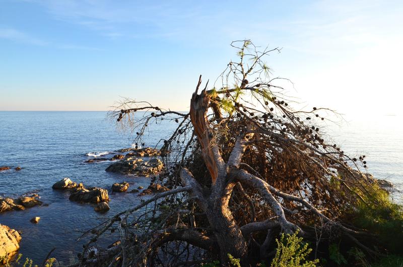 CALELLA DE PALAFRUGELL-21-11-2017 - Gerona y sus pueblos-2016/2017 (38)