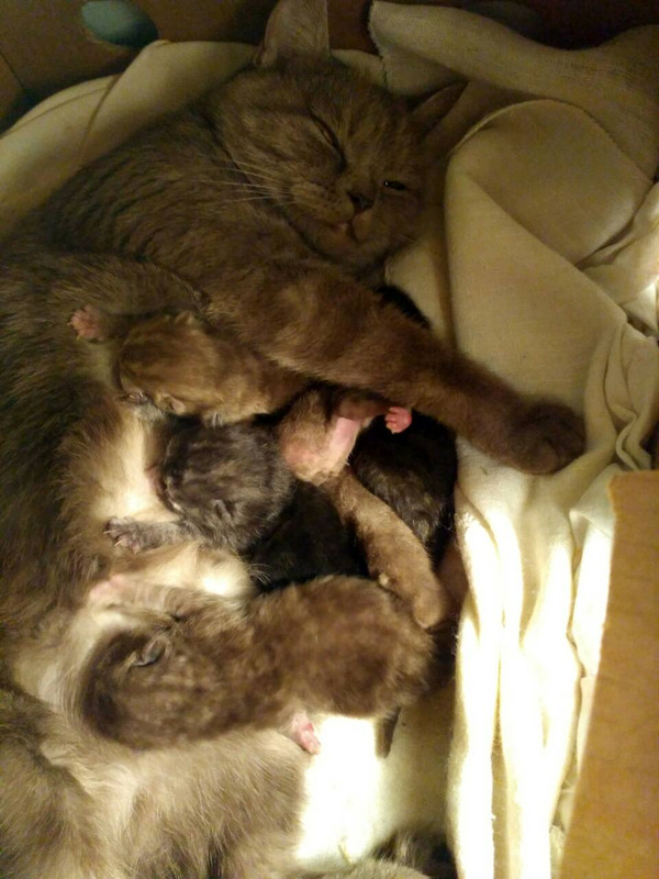 шоколадкаи дети