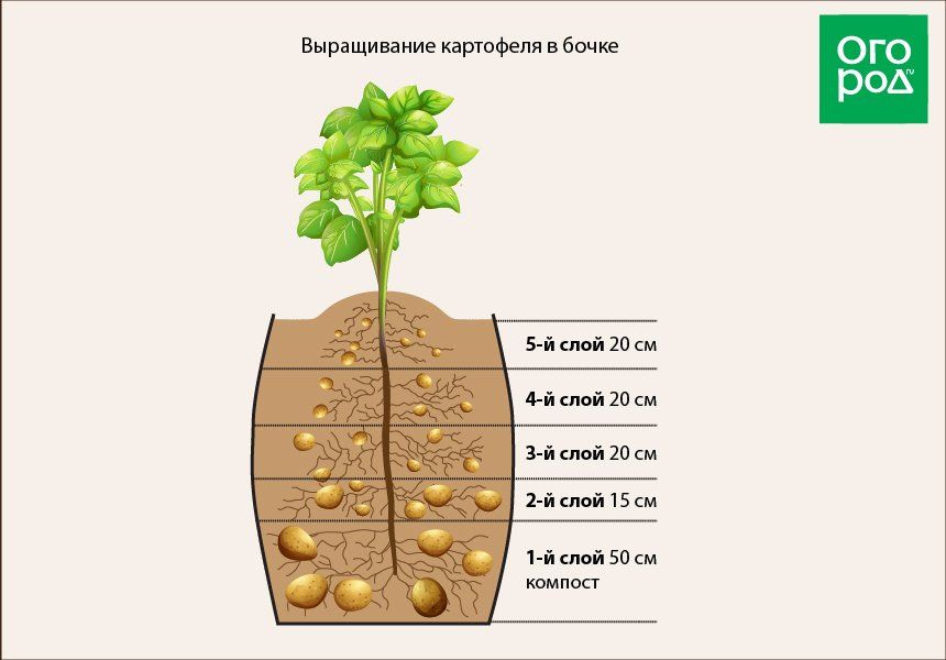 Сколько растет картофель. Схема посадки картошки. Схема посадки миниклубней картофеля. Глубина посадки картофеля. Схема произрастания картофеля.