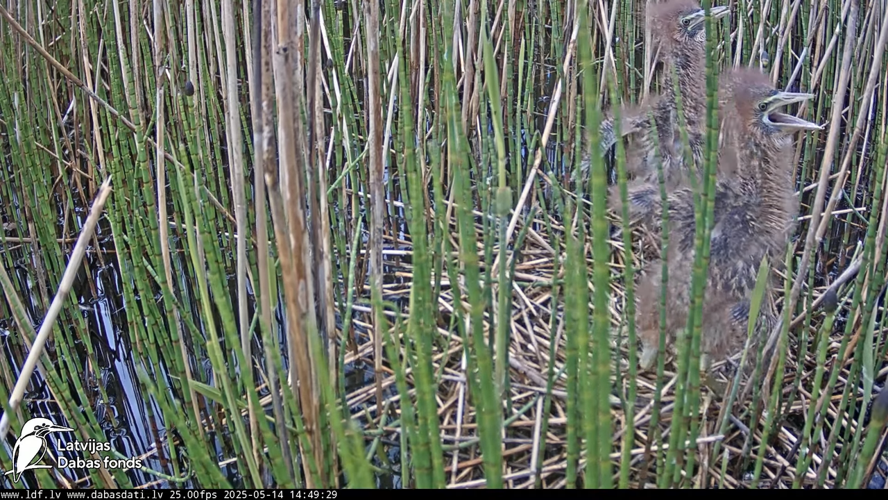 LDF Lielais dumpis (Botaurus stellaris) Zemītes pagastā 17-9-59 screenshot