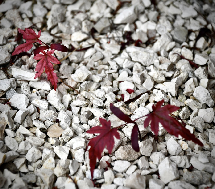 A51D2C3F-EBC2-4328-AFE8-4ACE055F427E_1_201_a