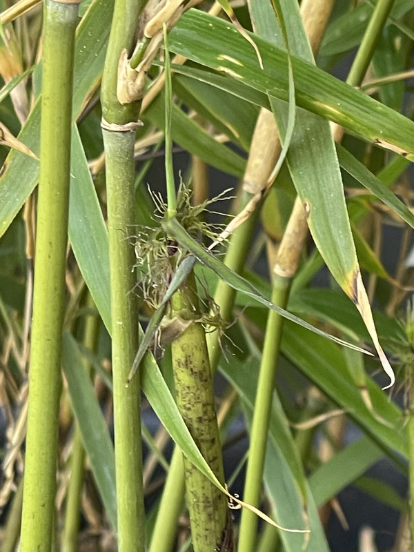 A7394A33-AF2D-4015-9EFB-0AAC1B036D5D