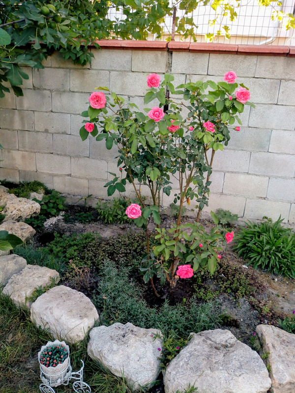 IMG_20200715_193900035