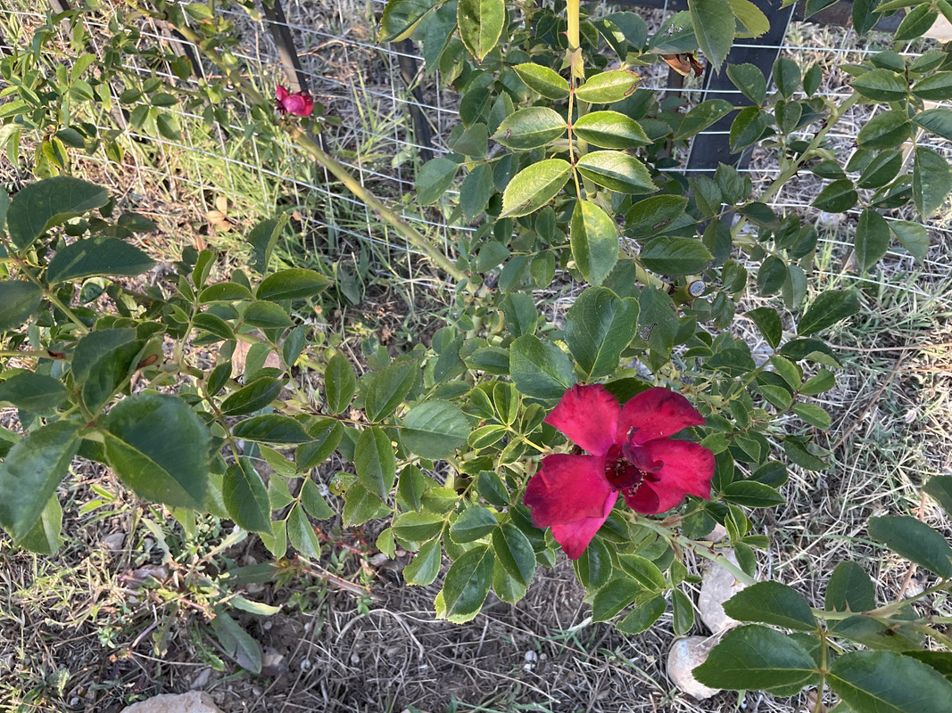 4163494F-4794-440D-B306-7B5A33C2AFE9