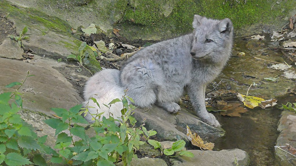 Renard artique FZ300 zoo parc de Thoiry  Fthoiry-P1020577-In-Pixio