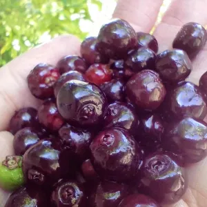 Ferm 2024 bigger fruits Eldorado