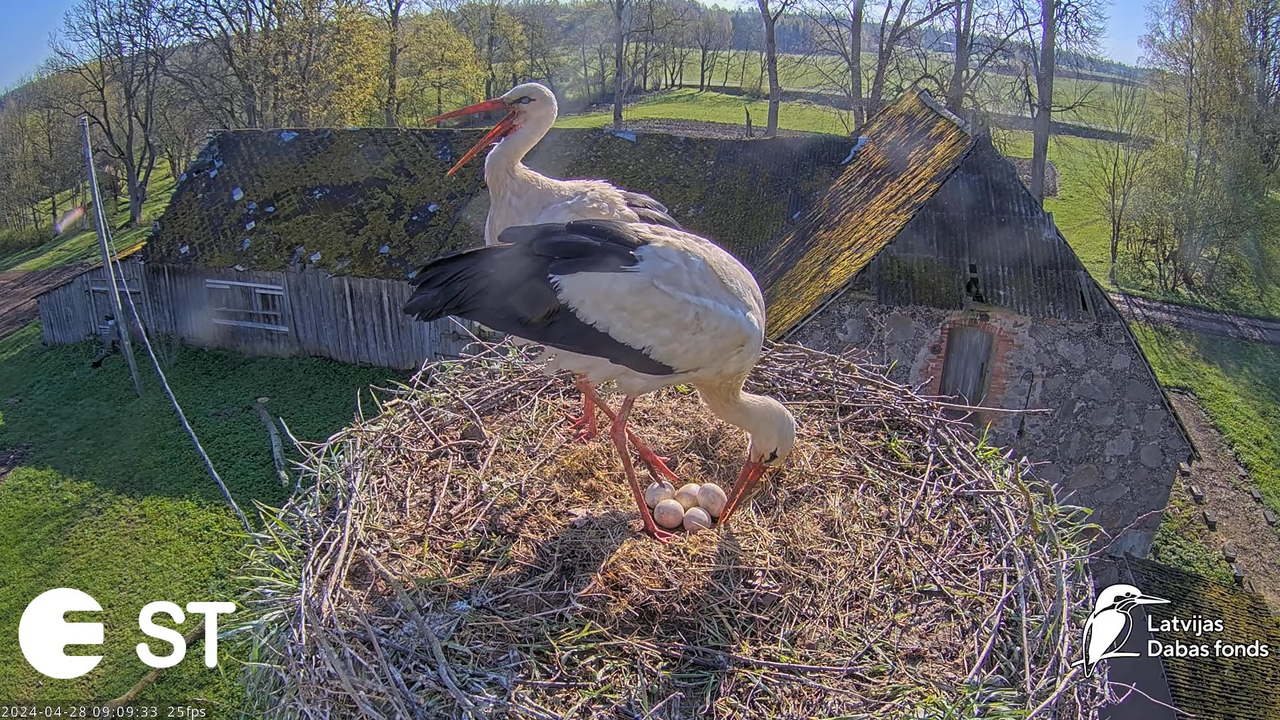 Baltie stārķi (Ciconia ciconia) Tukuma novadā - LDF tiešraide __ White storks in Tukums, Latvia 13-2