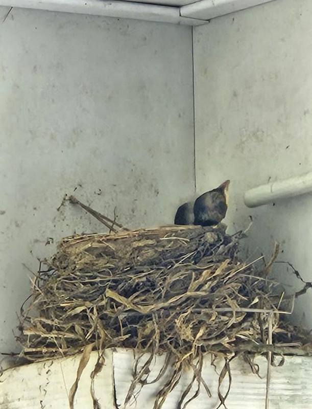 A bird nest