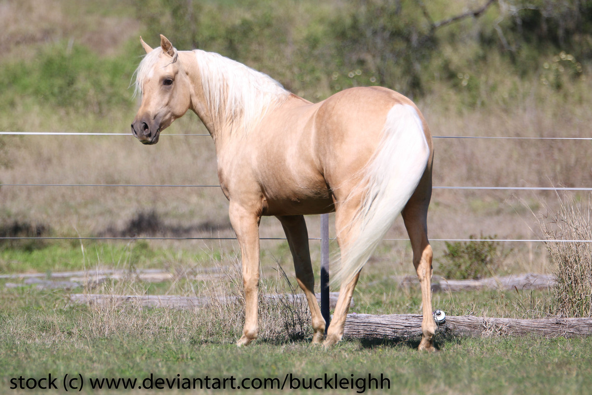 palomino-arabian-standing-stock-3-by-buckleighh-dexshhz.jpg