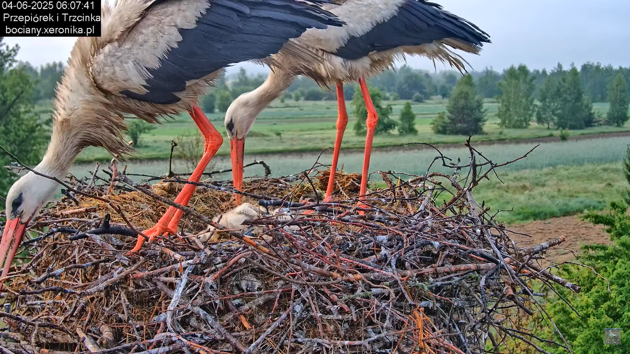04062025bociany12