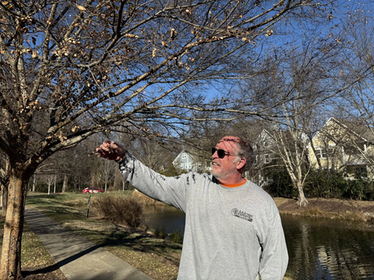 tree-service-in-Charlotte-NC