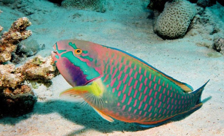 30+ Gambar ikan bayan info