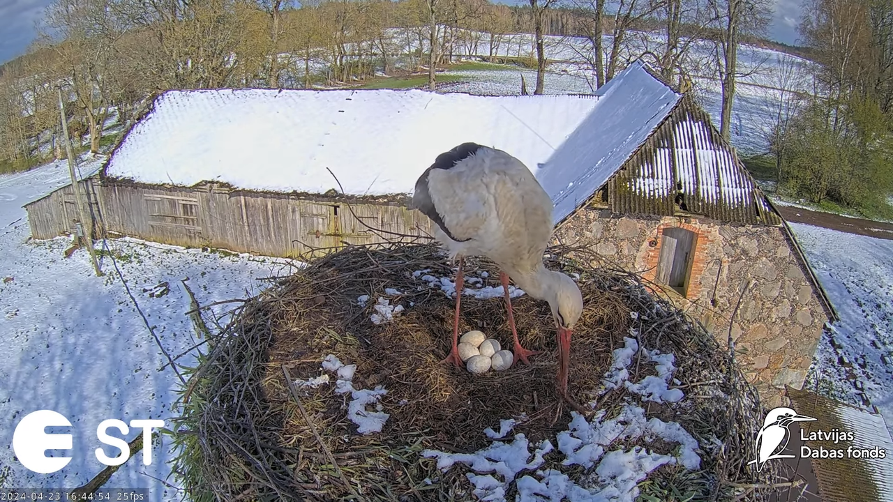 Baltie stārķi (Ciconia ciconia) Tukuma novadā - LDF tiešraide __ White storks in Tukums, Latvia 8-59