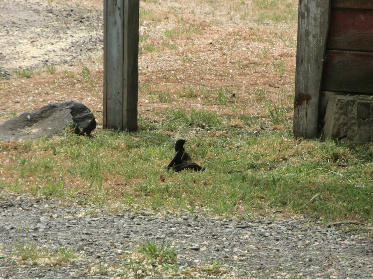 Starlings fighting Illia 2