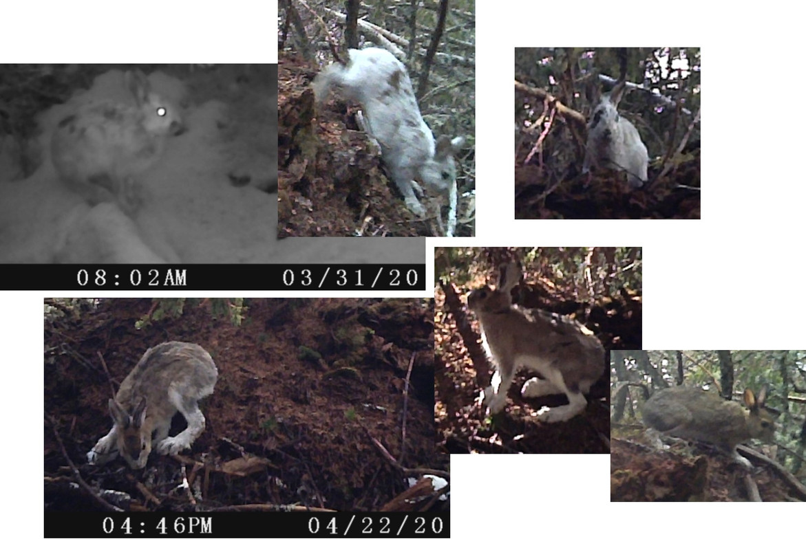 2019-2020_RABBIT-COLLAGE