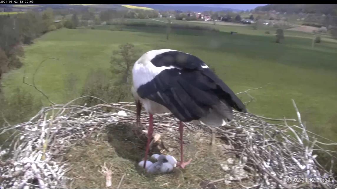 2021-05-02-1220-1Küken