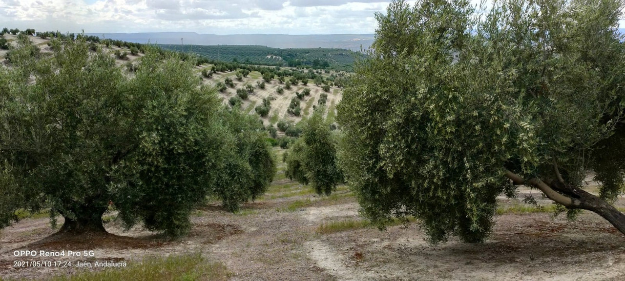 Seguimiento evolutivo finca de secano en Jaén - Página 3 3d0ae6fa-7ca4-452f-bd95-bd22b50ede19