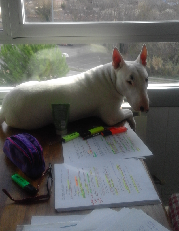 studying_dog