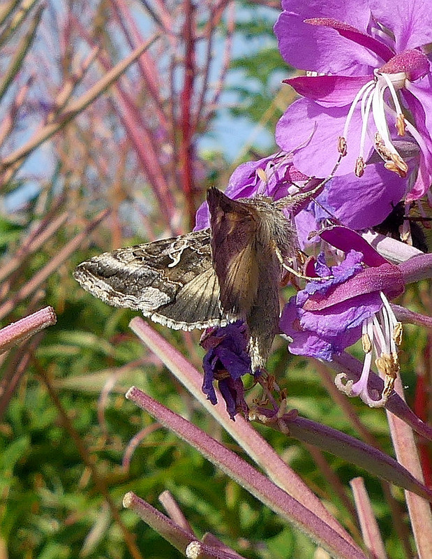 MOTH 1 110824