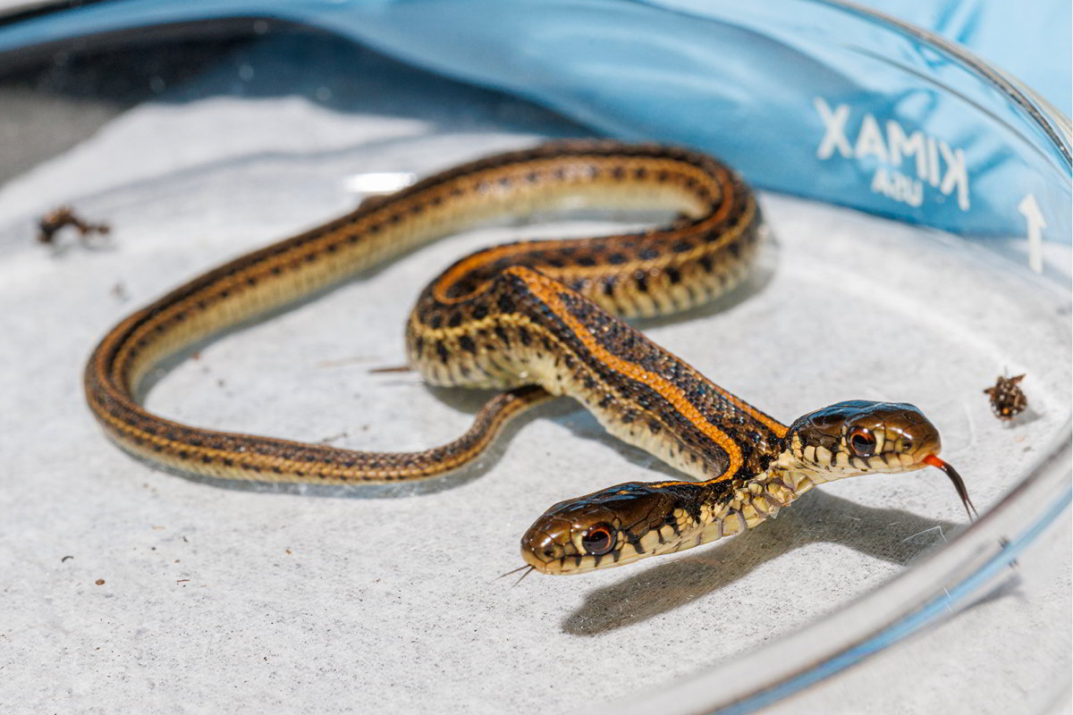 scoperto serpente giarrettiera due teste