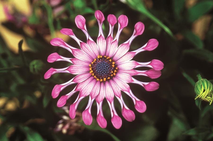 Osteospermum: цветок, танцующий за солнцем и меняющий оттенки за ночь Osteospermum: цветок, танцующий за солнцем и меняющий оттенки за ночь