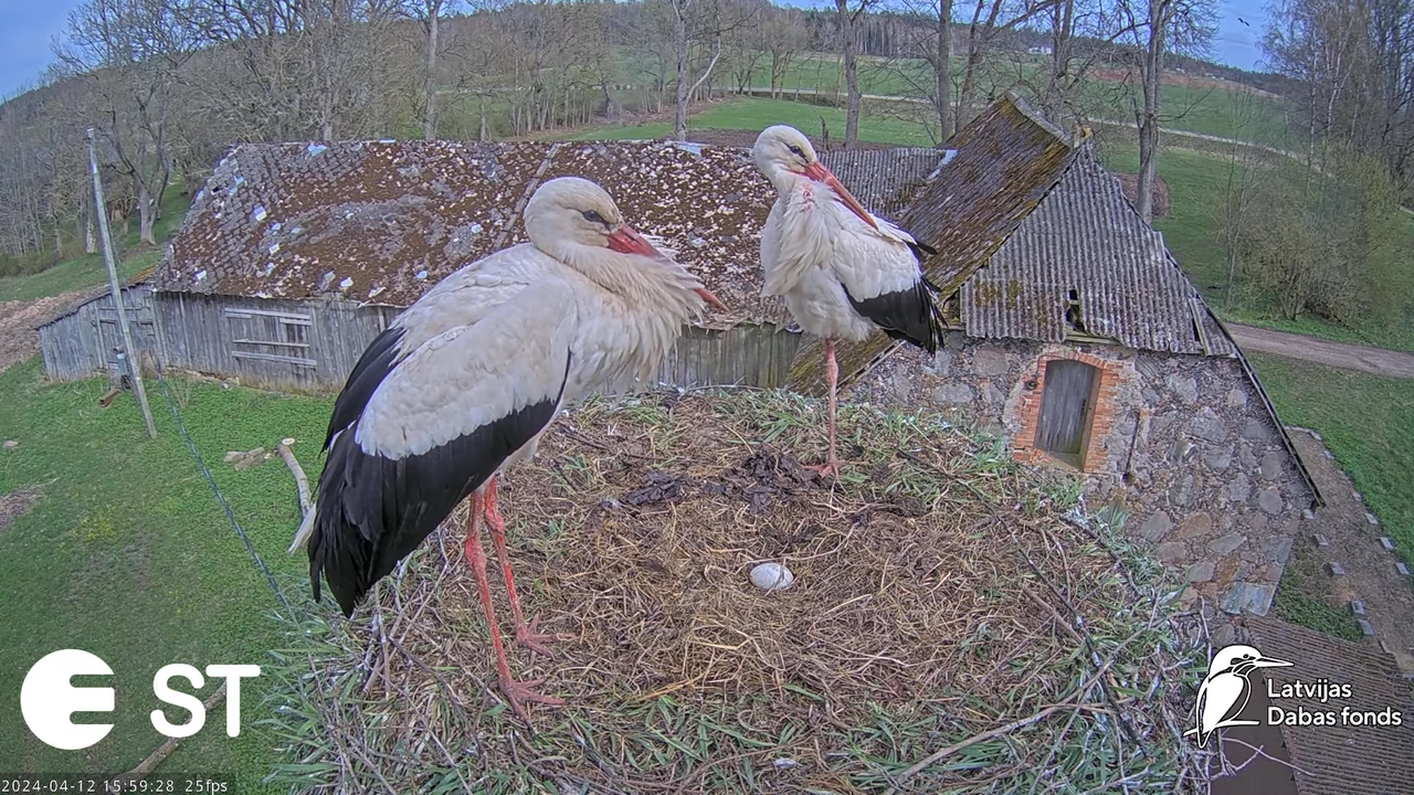 Baltie stārķi (Ciconia ciconia) Tukuma novadā - LDF tiešraide __ White storks in Tukums, Latvia 8-27