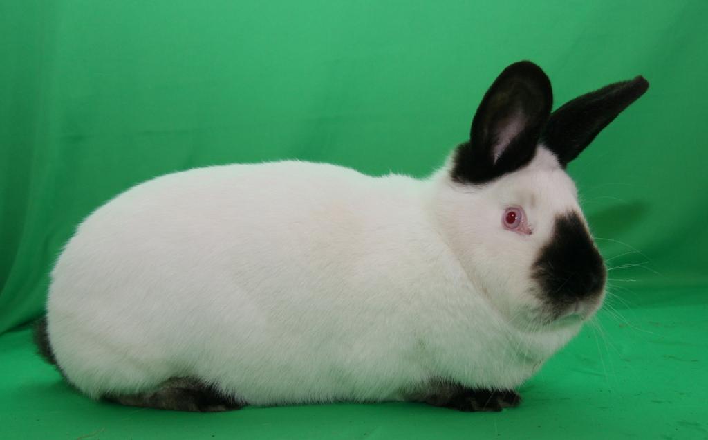 Kalifornský černý