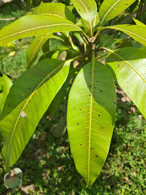 leaves1