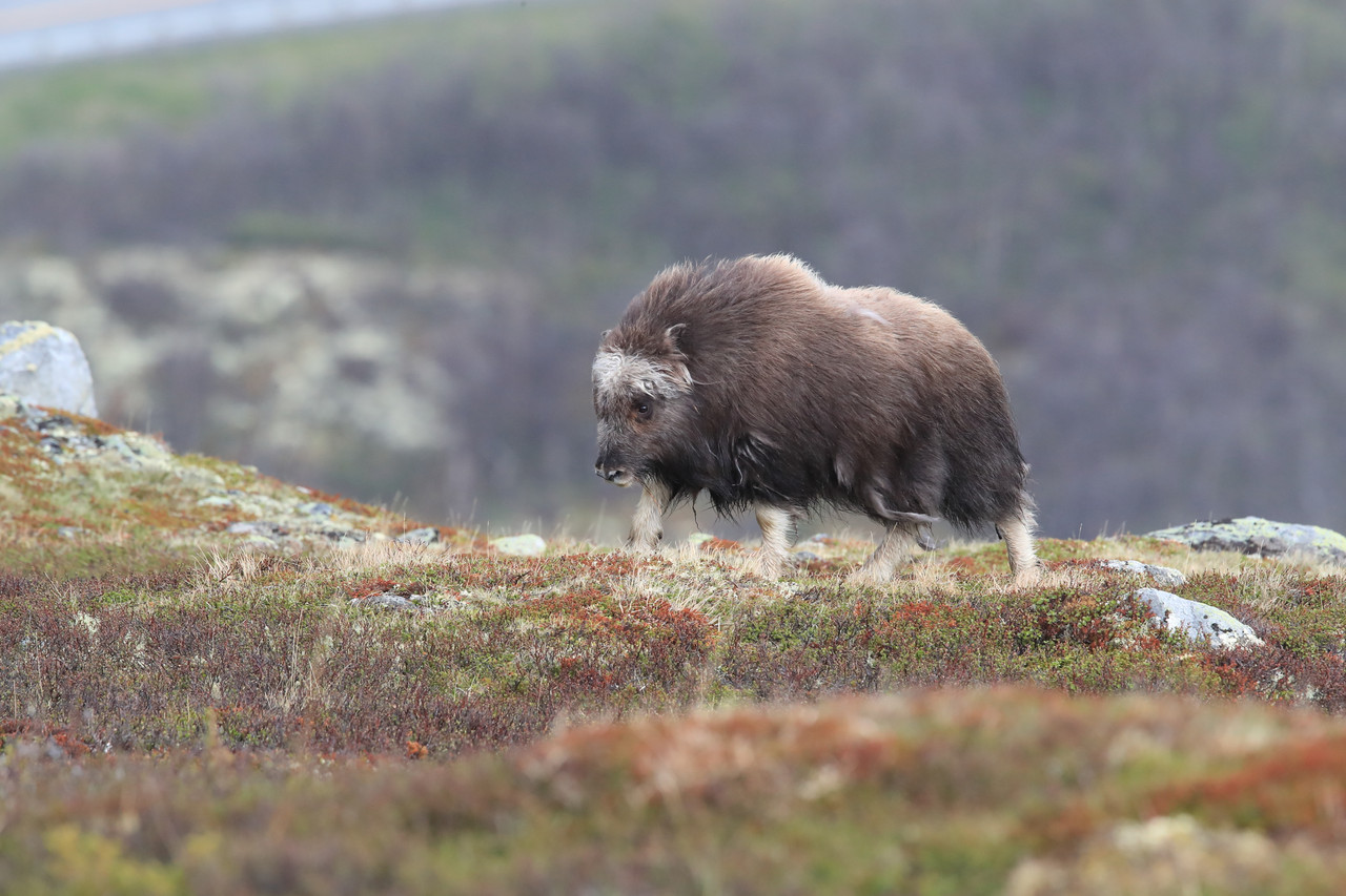 Musk ox in golden-hour light, Dovrefjell Norway