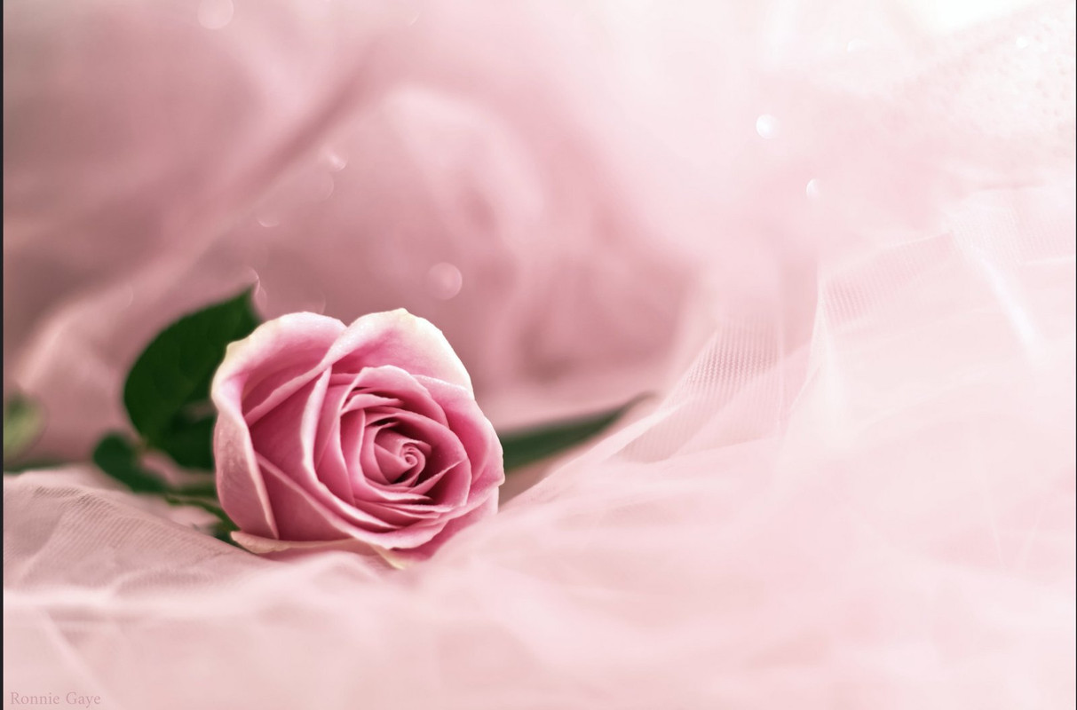 pin-single-rose.jpg