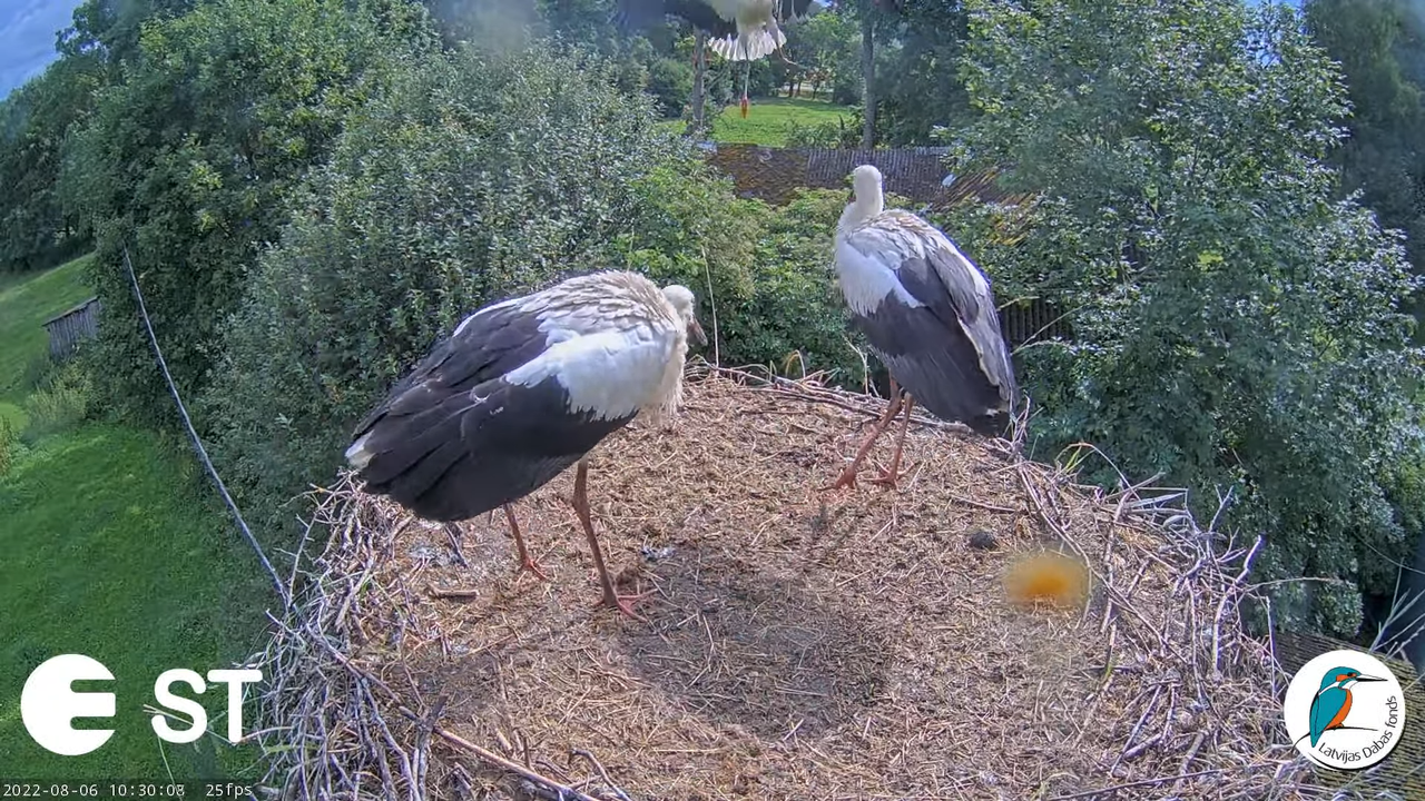 Baltie stārķi (Ciconia ciconia) Tukuma novadā - LDF tiešraide __ White storks in Tukums, Latvia 12-2