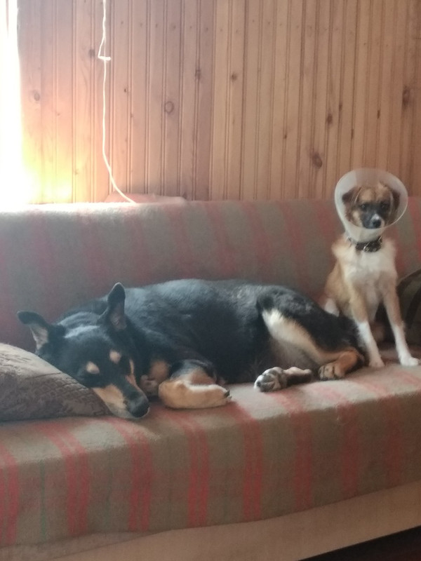 боня в воротнике