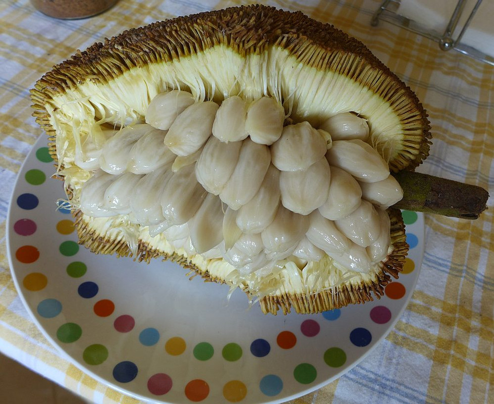 хлебное дерево маранг. Artocarpus odoratissimus. маранг и джекфрут. маранг. маранг дернево.