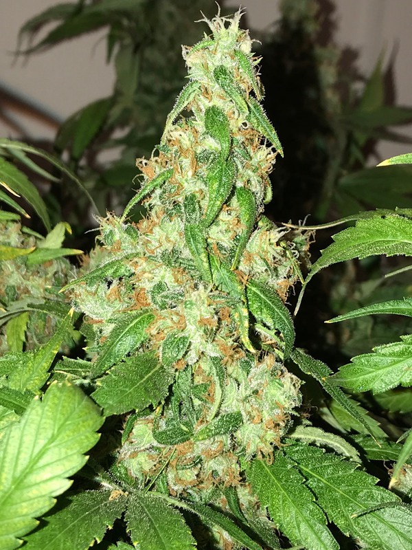 0640FB75-146D-47DB-B62B-0F5A7ACD98D0