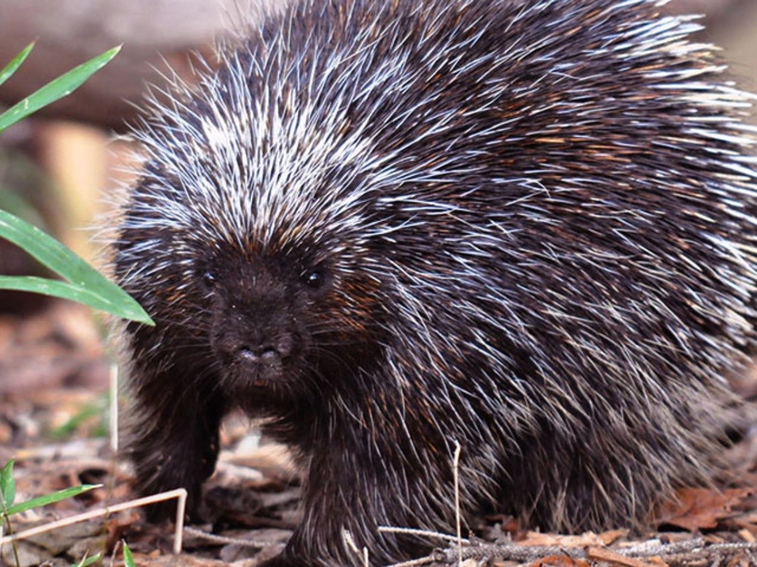 La pelea viral entre un leopardo y un puercoespín que te dejará sin aliento
