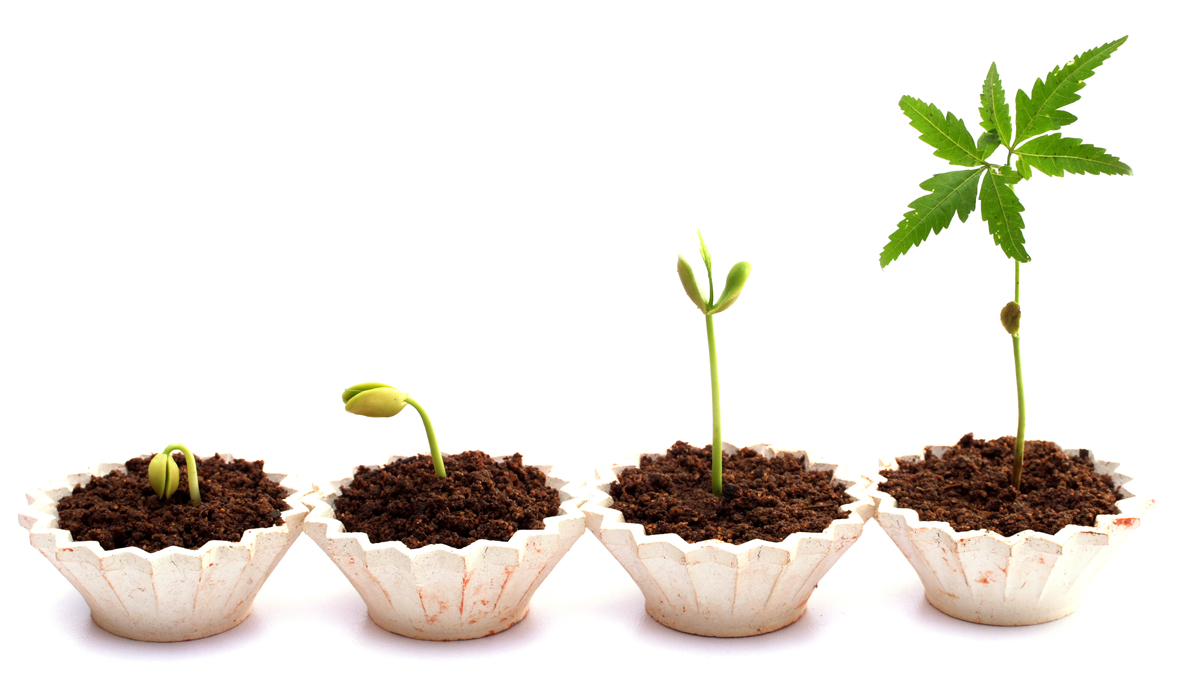 grow