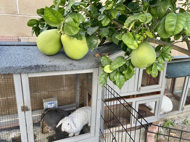 [Image: 0-CB56-C89-A539-4947-A05-E-8-B8549-FB21-D2.jpg]