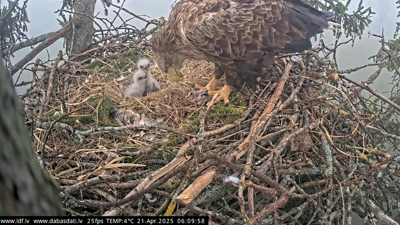 vlcsnap-2025-04-21-07h29m31s629