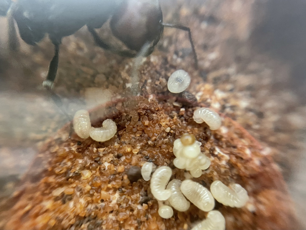 Messor-cephalotes-1-week-larvae-2.jpg
