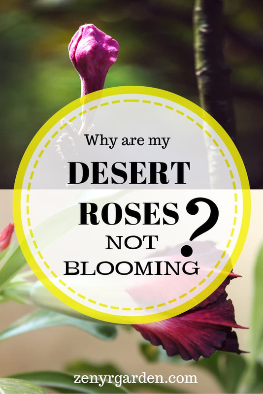 adenium-desert-rose-flowers-not-blooming.jpg